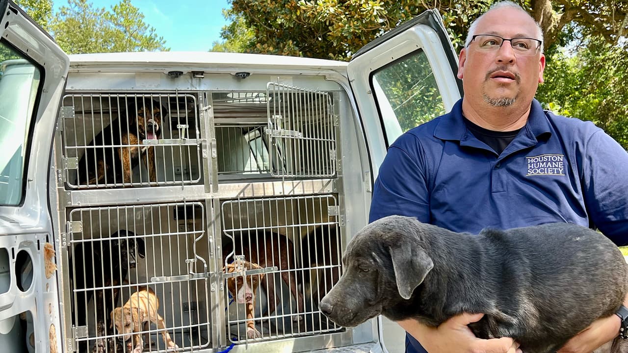 La policía emitió una orden de arresto contra el dueño, quien se mudó de la propiedad y dejó abandonados a los perros.
