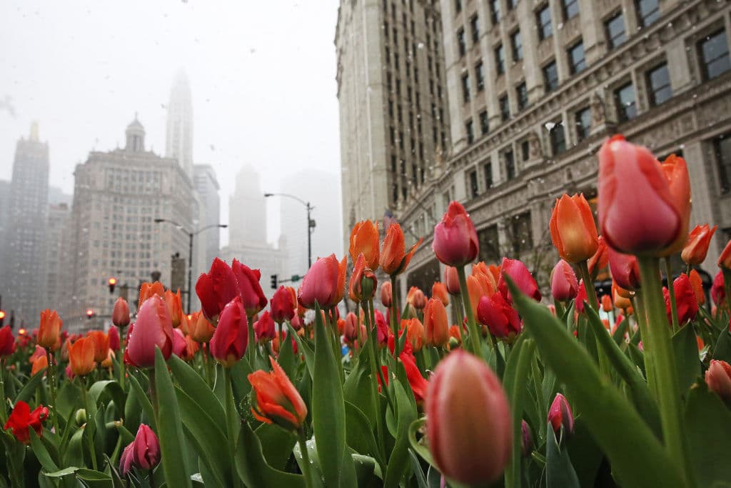 Las macetas con tulipanes tienen más de 25 años en la avenida Michigan. En 2015, el CDOT se hizo cargo del contrato que antes estaba en manos de Michigan Avenue Streetscape Association.