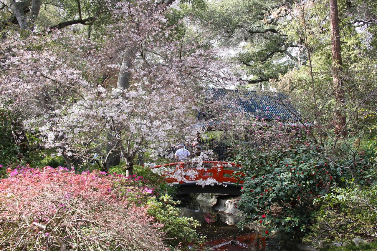 Otros icónicos espacios ya están floreciendo. “Las flores de cerezo 'Beni Hoshi' resaltan esta vista perfecta en el Jardín Japonés”, publicaron en sus redes este miércoles.