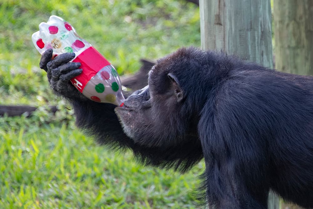 Los obsequios eran tubos que contenían muchas de sus frutas y verduras favoritas.