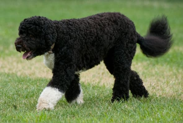 Este perro de aguas portugués, el consentido de la Casa Blanca, luce así de acalorado.