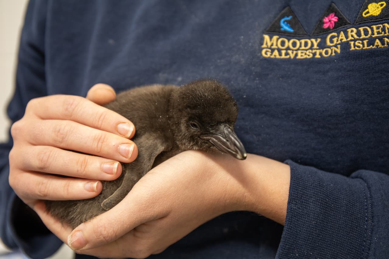 Ambos son los hijos de dos pingüinos que llegaron a Galveston procedentes de San Diego y Montreal, Canadá.