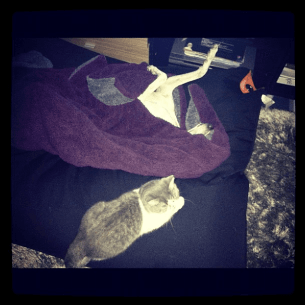 Tanto, que lo consentía y lo retrataba en cada de una de sus gracias.