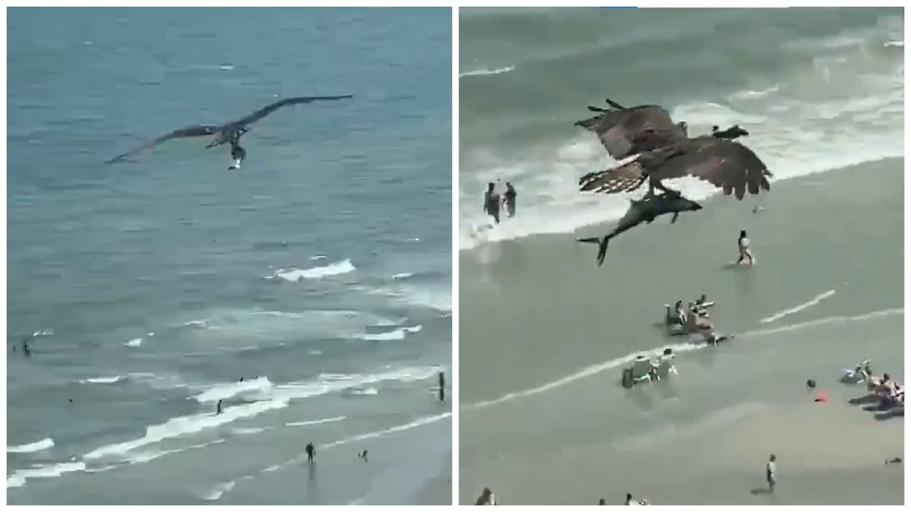 Video muestra a un águila capturando… ¿a un tiburón? Impacta a TikTok cómo lo lleva cargando