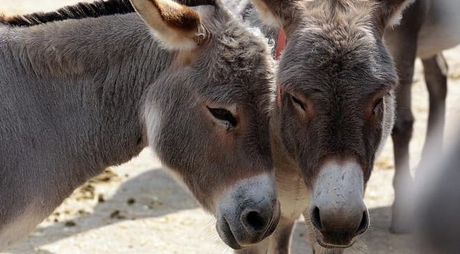 Adopta un burro o un caballo salvaje en Arizona y recibe 500 dólares
