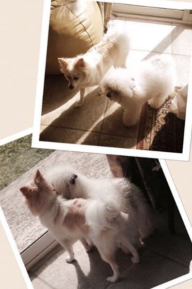 Mila y Oli son grandes compañeras de travesuras.