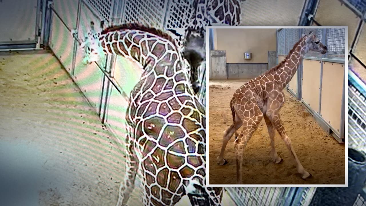 Nace una jirafa en Salt Lake City: Mira aquí el momento desde el Zoológico Hogle de Utah
