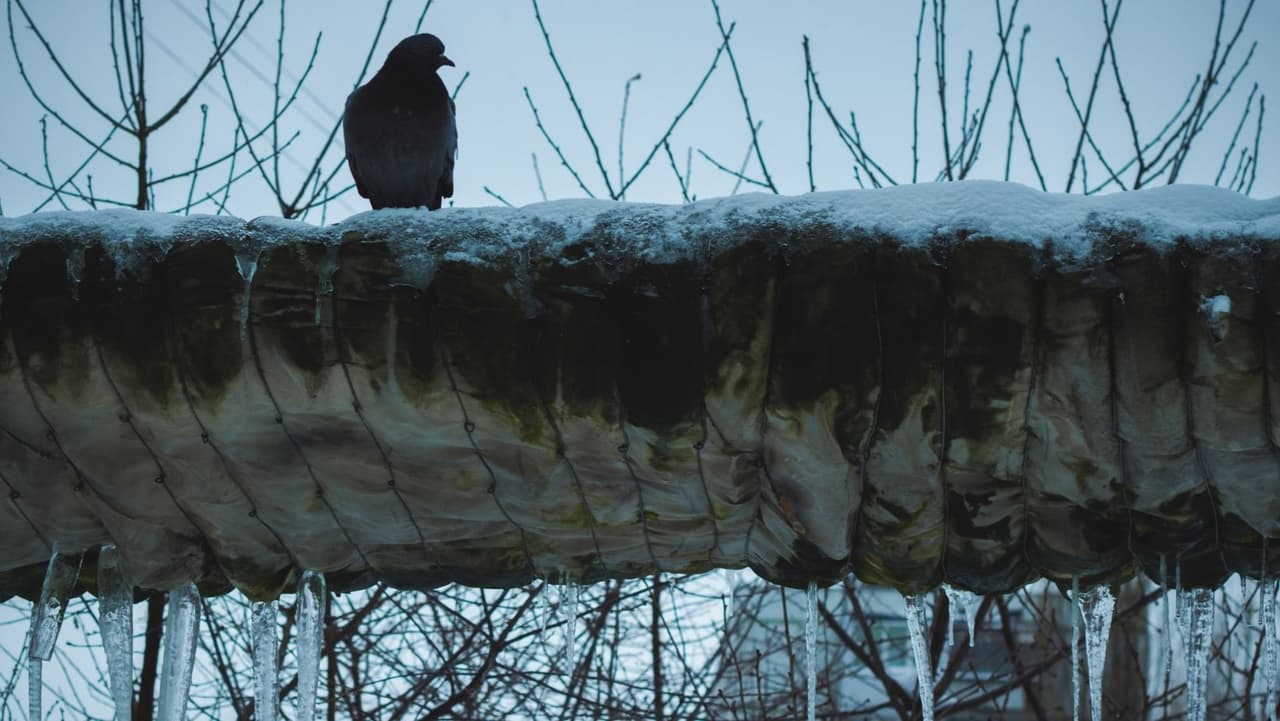 Las tres causas principales de tuberías congeladas son el descenso rápido de temperatura, aislamiento deficiente y los termostatos programados demasiado bajos.
