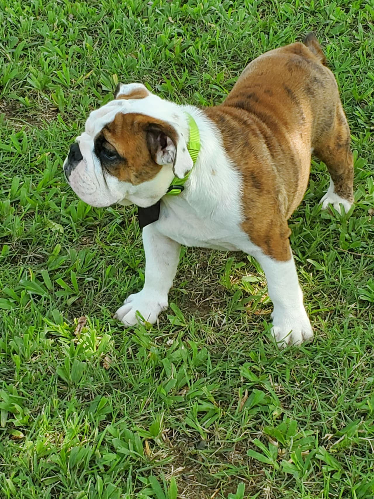 "Este perrito va a ser un nuevo resurgir después que salgamos de esta pandemia. Sin duda, es un símbolo para el Colegio de amor, unión y tenacidad”, indicó Carlos Díaz-Piferrer Sierra, custodio de las mascotas del RUM desde el 1984, quien es también vicepresidente de la Fundación y Asociación Alumni.