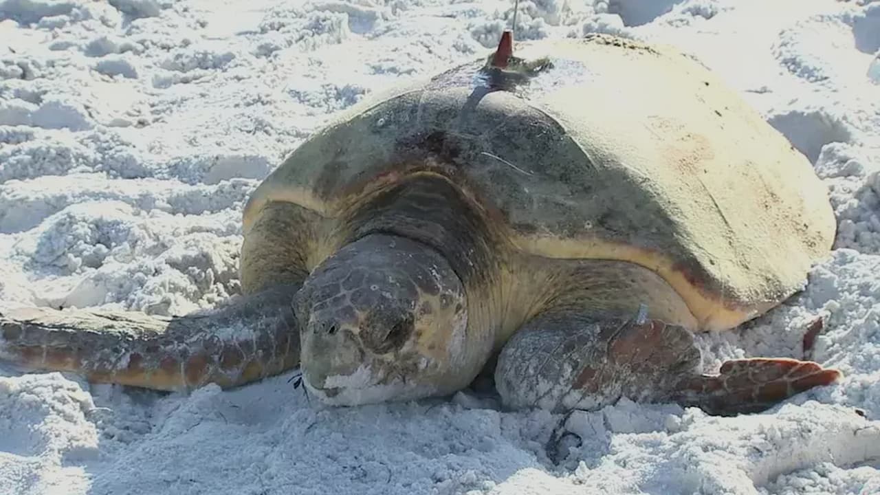 Liberan a"Esther", una tortuga boba con dispositivo de rastreo   