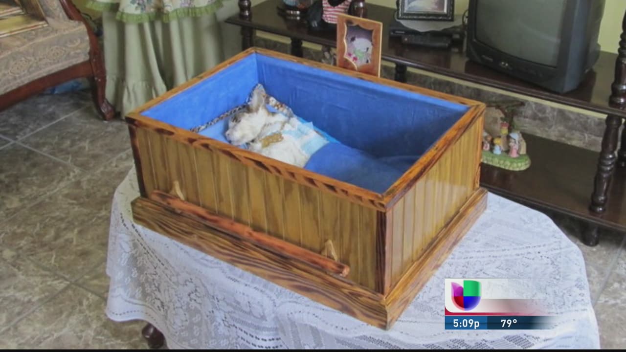 El llamado "gato burgués" se llamaba Tito y, además de ser velado como un ser humano, tenía su propio cuarto, cama y ropa para diario. Era otro miembro de la familia. También tuvo un quinceañero con cientos de invitados.