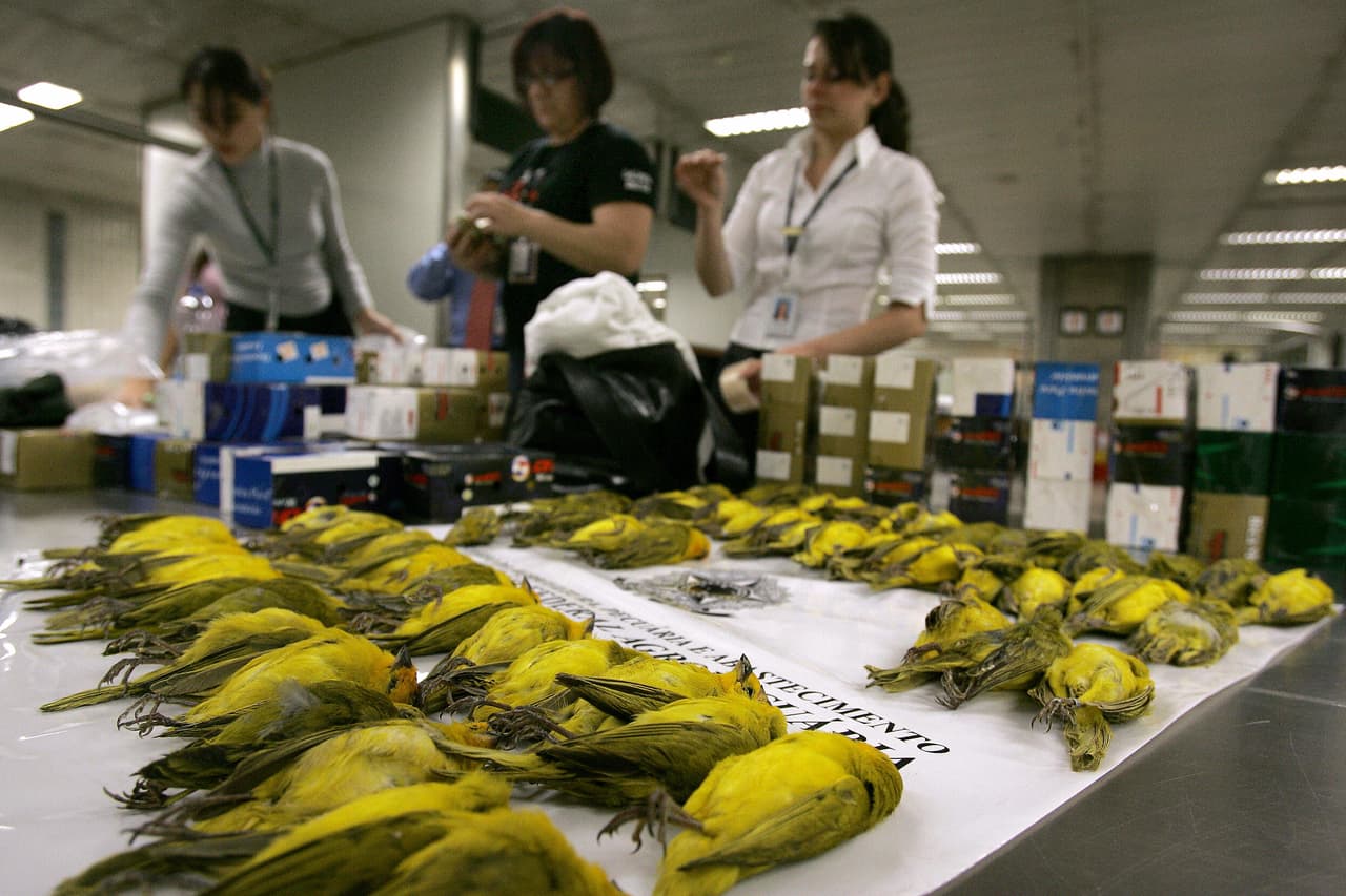 Perú pone en marcha una campaña nacional para frenar el tráfico de fauna silvestre