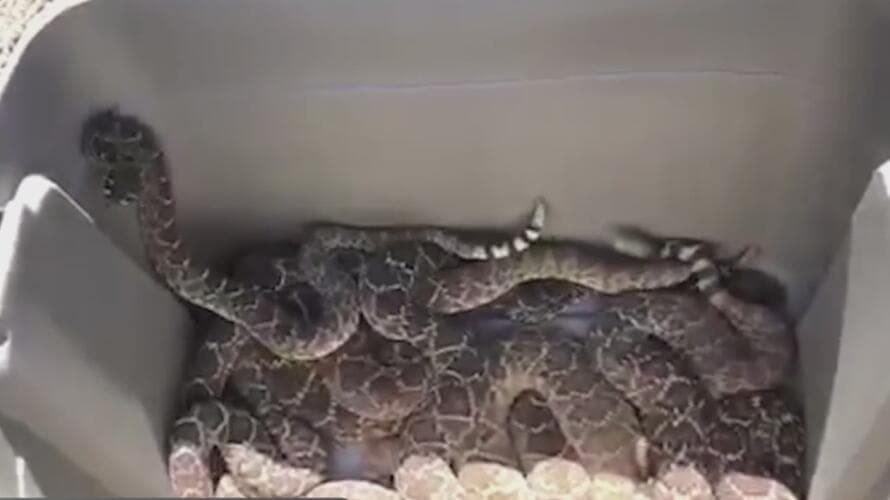 Una familia llamó por ayuda porque encontraron una serpiente en el patio de su casa en Buckeye. Sin embargo, a su llegada, los bomberos 
<a href="https://www.univision.com/local/arizona-ktvw/bomberos-buckeye-serpientes-casa">no encontraron uno sino siete reptiles</a>.