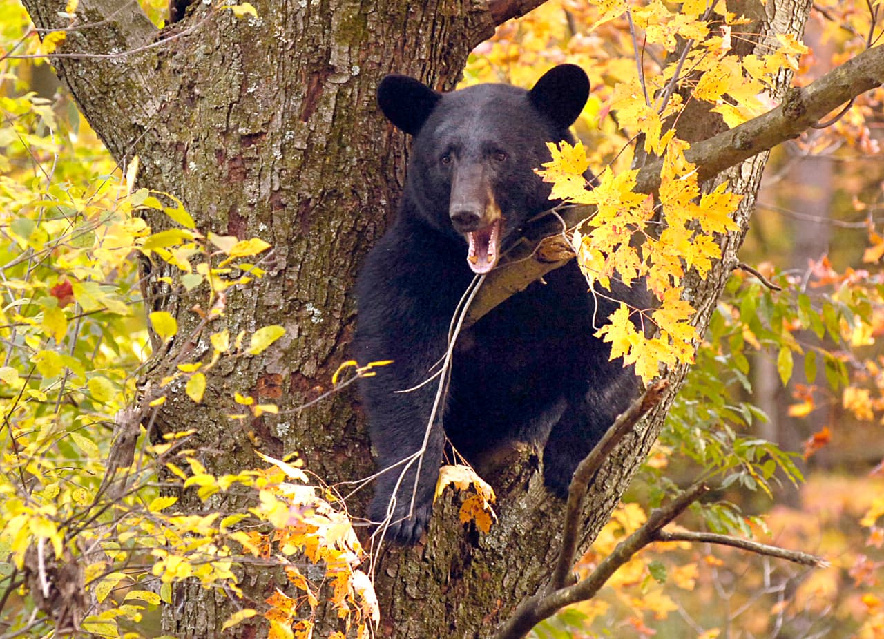 Un niño de 7 años es atacado por un oso en el patio de su casa 