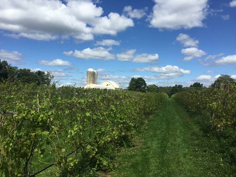 <b>VAYAN A CATAR VINO</b>. Las mamás pueden experimentar la rica herencia, los intrincados procesos de creación y los vinos únicos producidos a lo largo de la costa este en la 
<b><a href="https://www.buckscountywinetrail.com/" target="_blank">ruta del vino del condado de Bucks</a></b>.