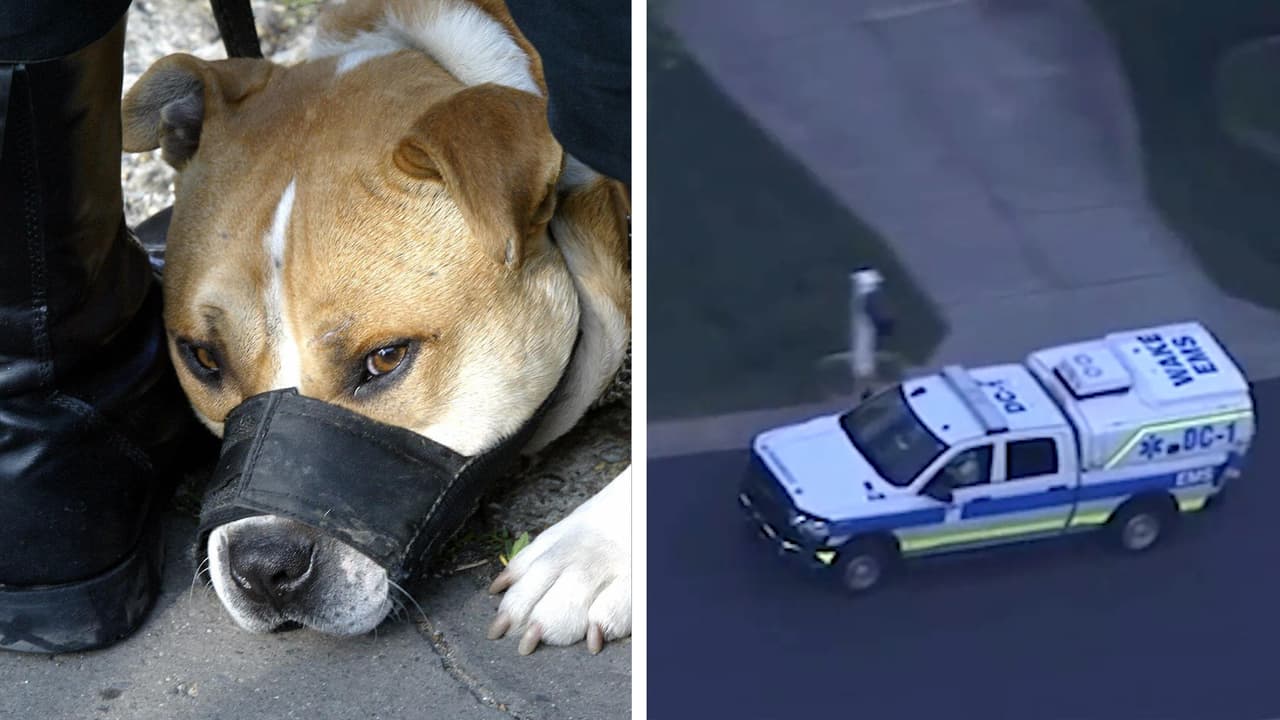 Dos perros pitbull atacan y matan a una niña de 7 años en Garner