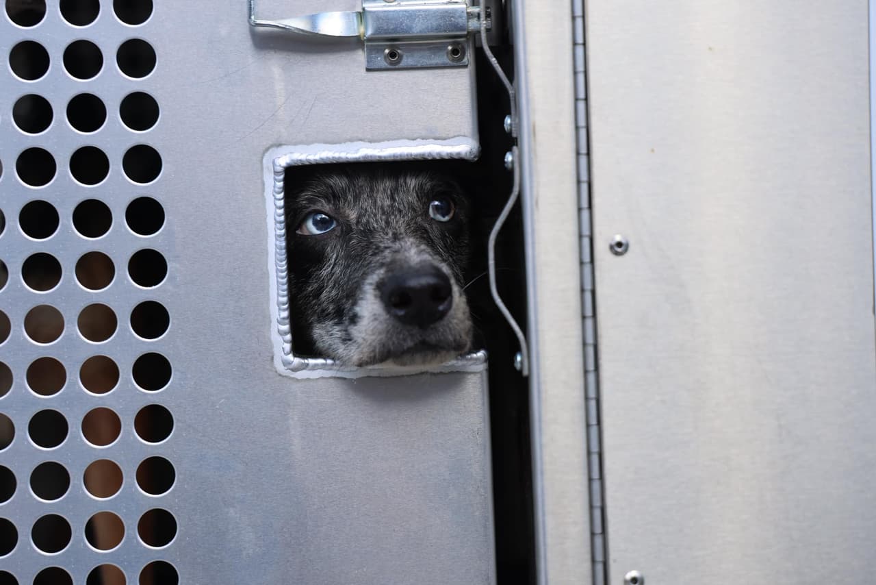 Michael Moore fue puesto en custodia por Crueldad Animal y fue trasladado al centro de detención del condado.
