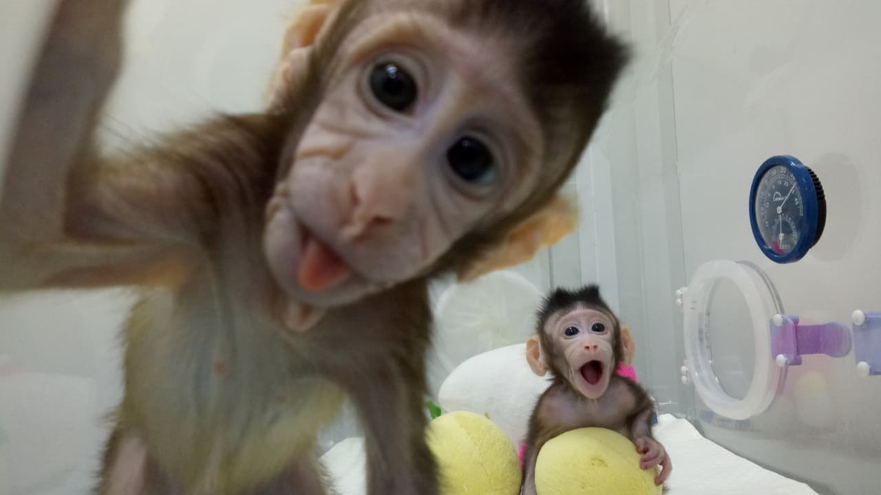 Científicos chinos logran clonar monos con la misma técnica de la oveja Dolly