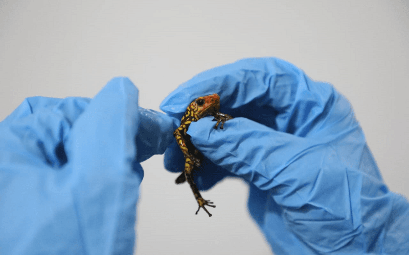 Un ciudadano colombiano fue arrestado por las autoridades luego que intentara sacar de manera ilegal de su país un total de 424 ranas venenosas.