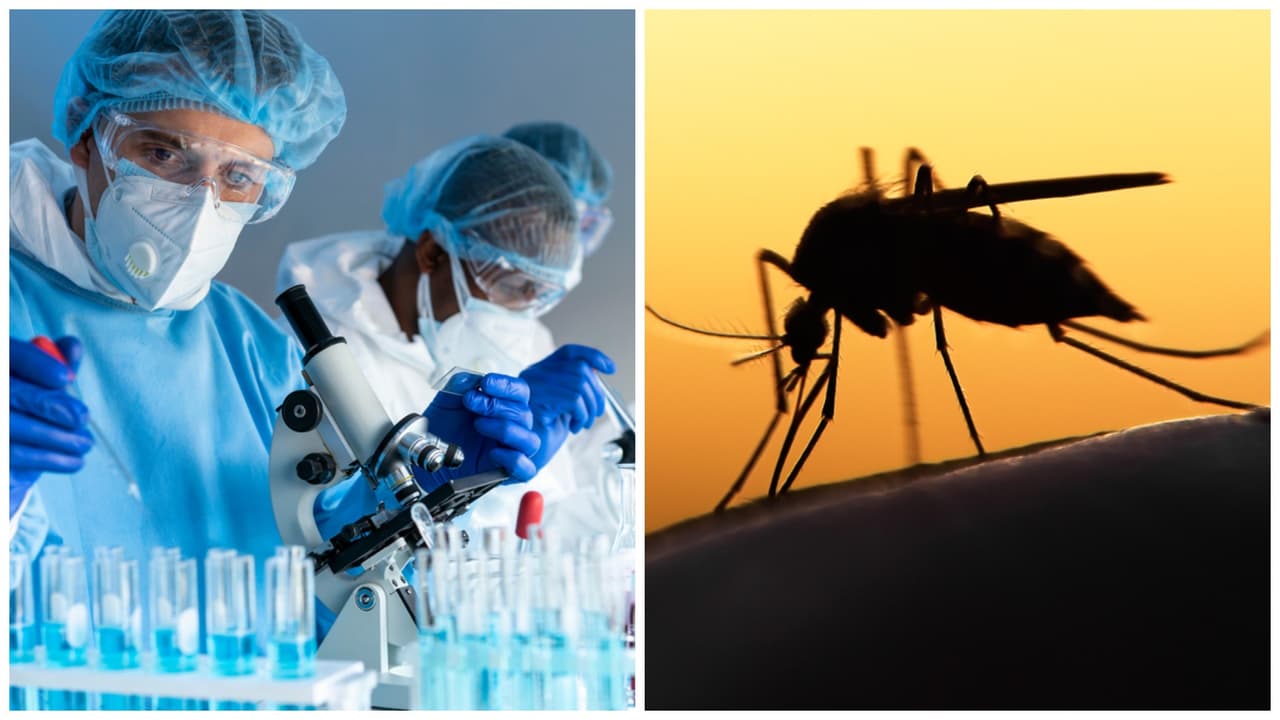 Supuesto mosquito con un "número de serie" tatuado causa alocadas teorías en TikTok