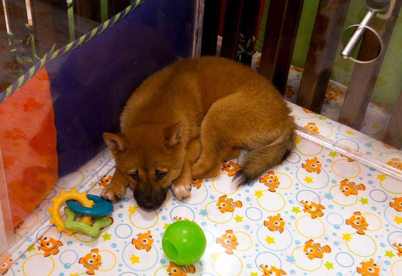 A continuación te compartimos algunas señales y síntomas de un golpe de calor en un perro:
