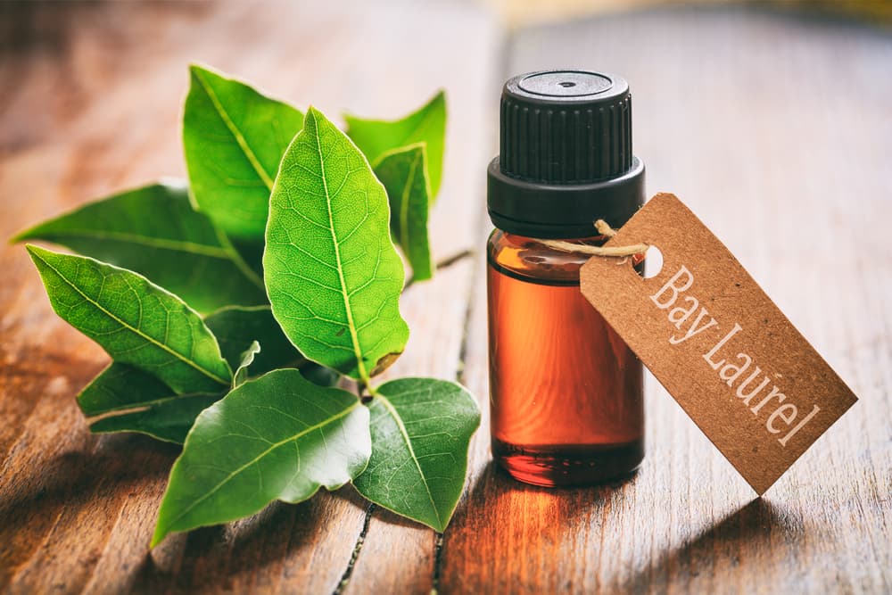 En cuanto a su conexión espiritual y sabiduría, se piensa que equilibra y estimula todos los Chakras o centros de energía, vitalizando la salud física y el plano etérico de las personas.