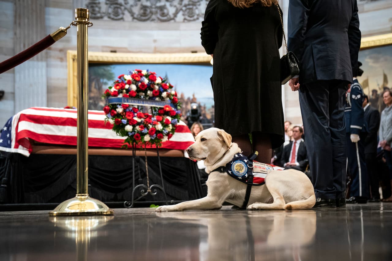 WASHINGTON, DC - DECEMBER 4: Sully, a yellow Labrador service dog for former President George H. W. Bush, sits near the casket of the late former President George H.W. Bush as he lies in state at the U.S. Capitol, December 4, 2018 in Washington, DC. A WWII combat veteran, Bush served as a member of Congress from Texas, ambassador to the United Nations, director of the CIA, vice president and 41st president of the United States. Bush will lie in state in the U.S. Capitol Rotunda until Wednesday morning. (Photo by Drew Angerer/Getty Images)
