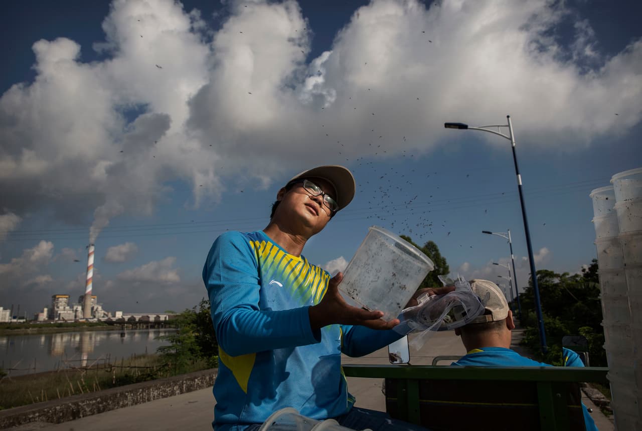 Luego son liberados.