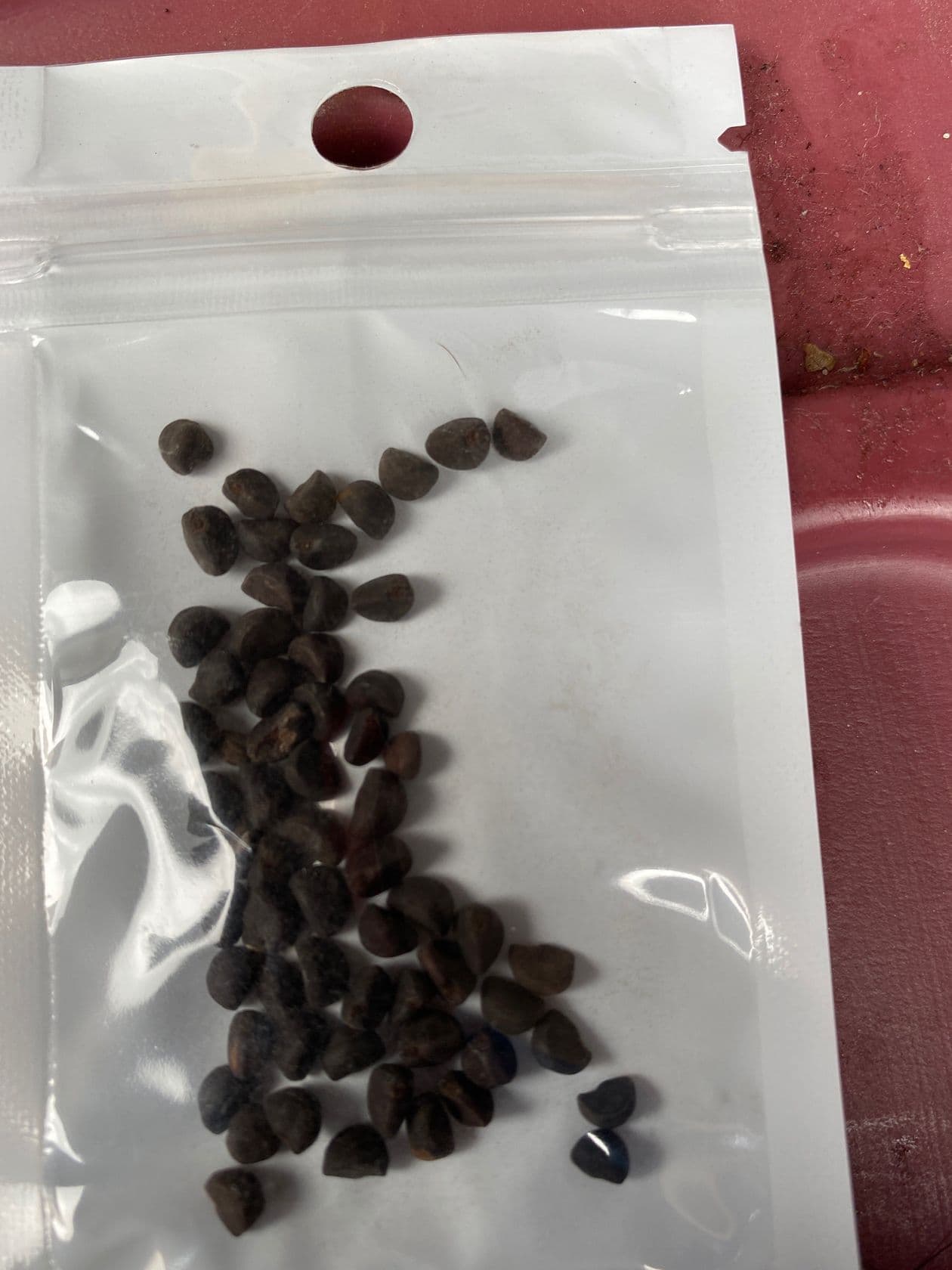 Varios estados del país y zonas del Reino Unido han recibido en los últimos días paquetes de al menos seis distintas clases de semillas que no compraron y que provienen del país asiático, generando alerta entre las autoridades al no saber aún si se trata de una estafa o de un intento por introducir especies invasivas que dañen los suelos o incluso enfermedades y plagas que afecten los cultivos.