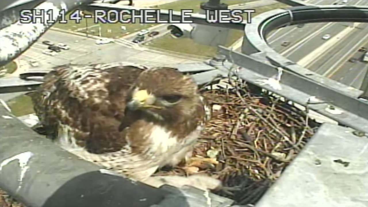  Esta mamá halcón cuida y alimenta a su cría; todo lo capta una cámara de tráfico