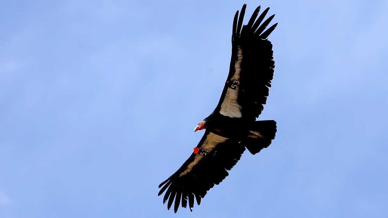 Condor de California sobrevive gracias a prohibición de municiones con plomo para cacería