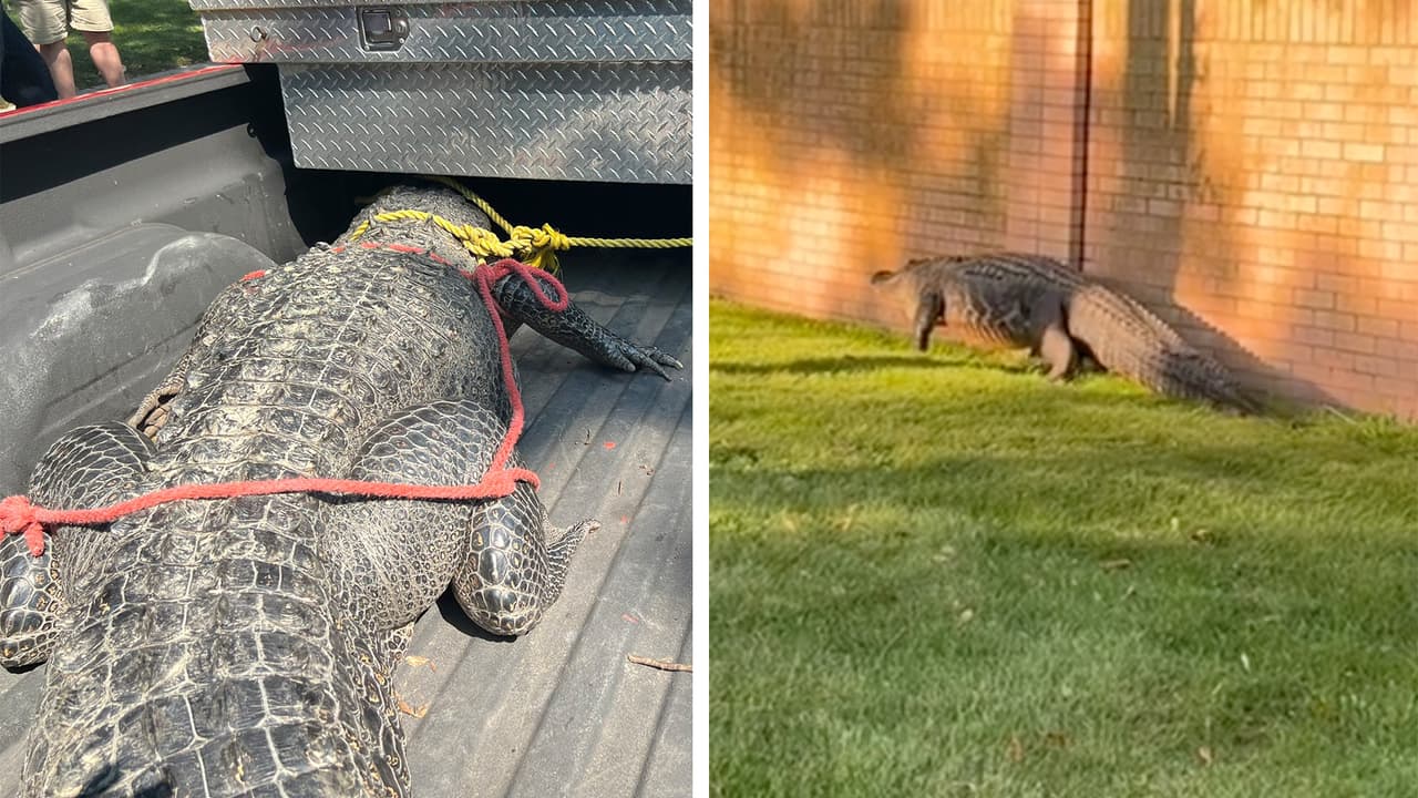 Con el caimán de Atascocita es el cuarto que las autoridades encuentran en menos de 2 meses en el área de Houston.
