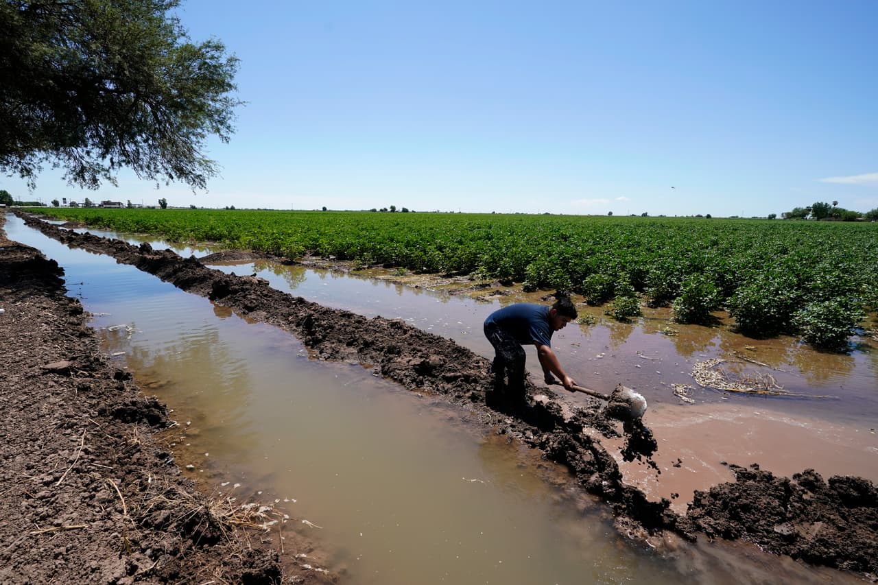 Adán Vallejo crea un pequeño muro de barro para manejar el riego de una plantación de algodón en el Ejido Mezquital de México el 14 de agosto del 2022.