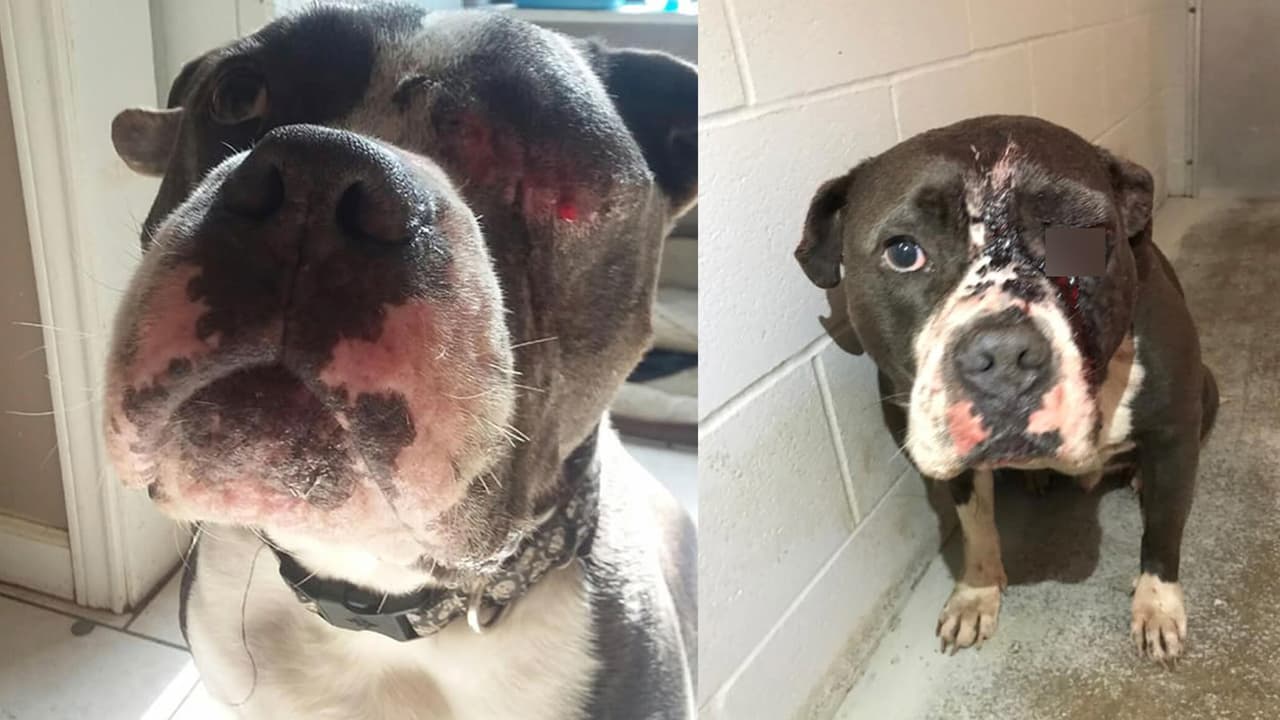 Hallan a un perro con heridas de bala en la cara al suroeste de Houston