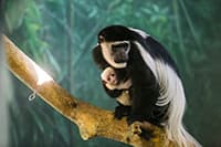Mono Colobus