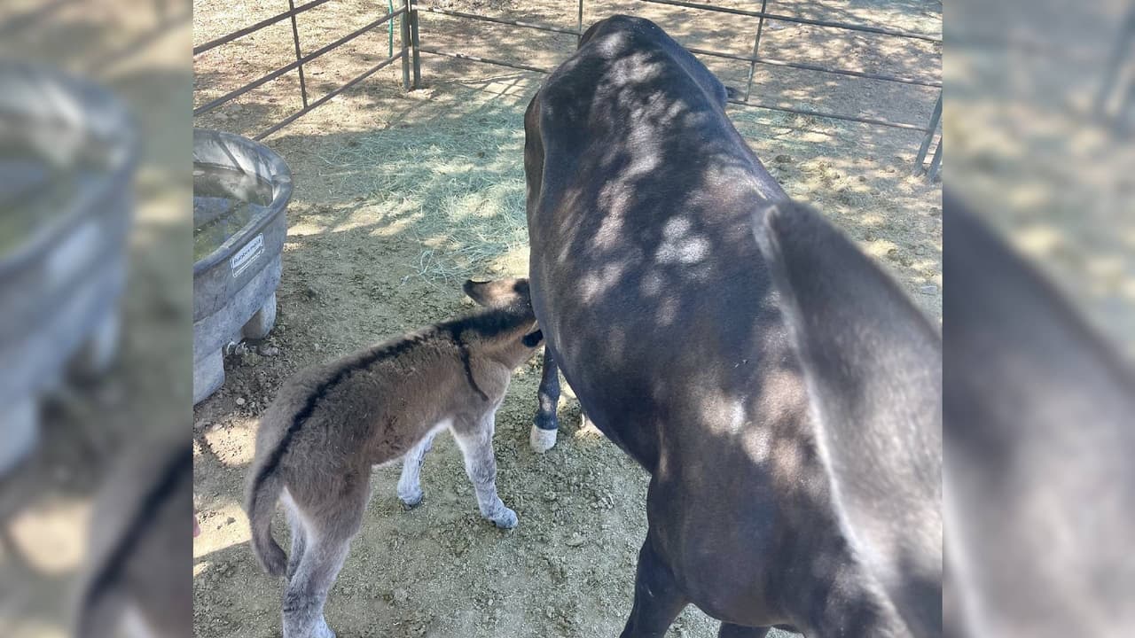 Con ayuda del personal del Departamento de Transporte de Arizona, el burrito fue llevado al refugio One Step Wild Burros y Mustang Rescue en New River, donde ya se recupera.