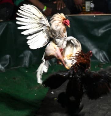 Las autoridades recibieron una confidencia el viernes previo a la jugada de gallos, advirtiendo todos los detalles del evento, en Creedmoor, 
<b>al norte de Raleigh</b>. El sábado en la mañana un oficial encubierto confirmó y a la 1:00 p.m. comenzó el operativo interagencial.