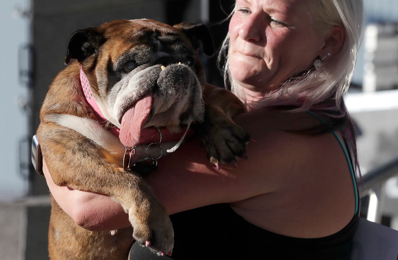 El año pasado el título al 'Perro más Feo del Mundo' se lo ganó un curioso bulldog inglés de 9 años, de nombre' Zsa Zsa'.
