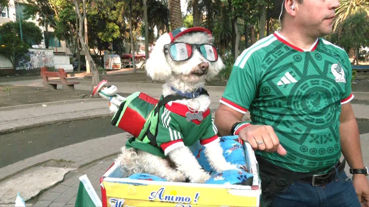 Osito, el perro viral que conquista la Copa como el aficionado en México con más estilo