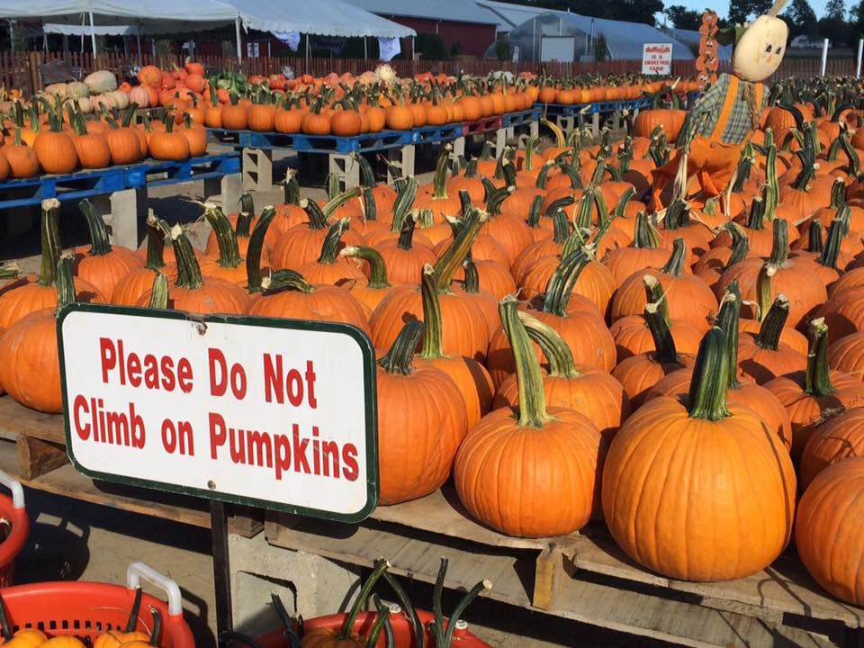 <a href=" http://www.duffieldsfarm.com/"><b>Duffield's Farm Market</b></a>
<br>La panadería es uno de los orgullos de esta granja que ofrece fruta de temporada todo el año. Ahí preparan donas de sidra de manzana, pasteles, pies y galletas.