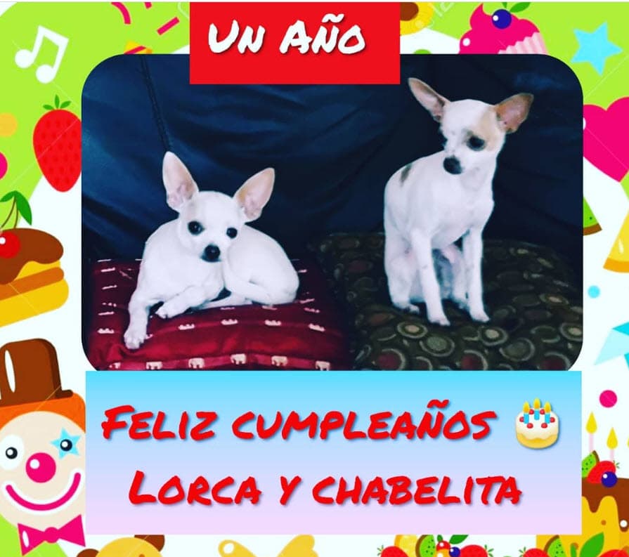 Por ahora, dos de sus amores son 
<b>Lorca y Chabelita</b>, sus dos perritas que apenas el pasado 17 de abril cumplieron un año. 
<br>