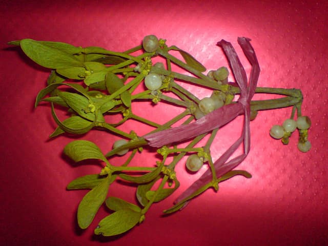 El muérdago, afortunadamente, generalmente se cuelga del techo o de la puerta, lejos del alcance de una mascota. Esta planta contiene un cóctel malicioso de sustancias tóxicas para perros y gatos: toxalbúmina y viscumina faratoxina. Después de ingerir muérdago, las 
<a href="https://www.petmd.com/dog/seasonal/evr_multi_dangerous_winter_holiday_plants" target="_blank">mascotas</a> pueden experimentar problemas respiratorios, disminución de la presión arterial y alucinaciones que a menudo conducen a comportamientos inusuales.