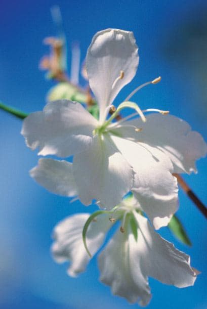 <b>ORQUÍDEAS</b>
<br>Mejoran la vida física y espiritual de sus dueños. Su fragancia mejora estados de ánimo. Tienen la capacidad de liberar oxígeno durante la noche y mejorar la energía en la habitación, por lo que se recomienda tenerlas en tu habitación.