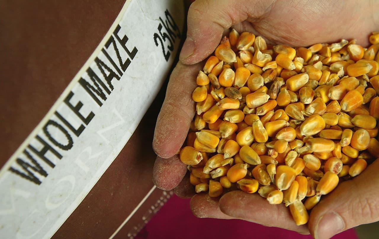 El maíz, la soya y el algodón representan casi todos los cultivos comerciales transgénicos.