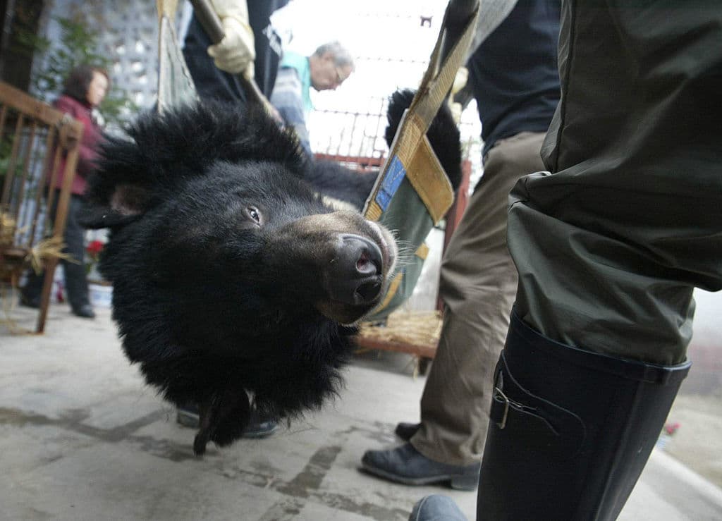 Florida aprueba primera cacería de osos negros en 10 años: ¿cómo se obtiene el permiso?