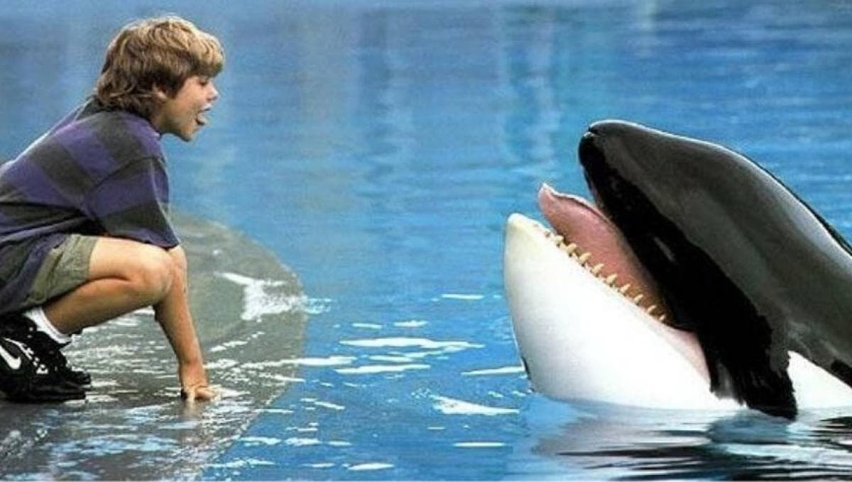 Conoce la verdadera y triste historia de Keiko, la orca de ‘Liberen a Willy’