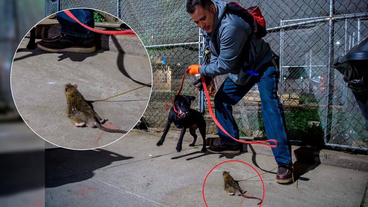 Ratas hacen gritar de miedo a residentes en Nueva York  