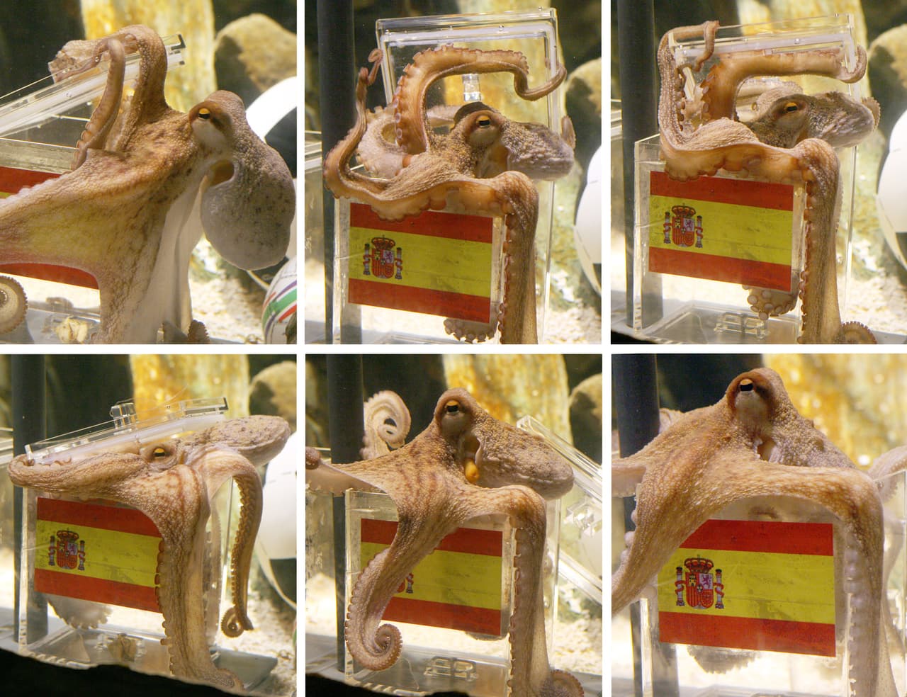 El animal venía con el antecedente de acierto en la pasada Eurocopa de 2008, cuando España se coronó campeona.