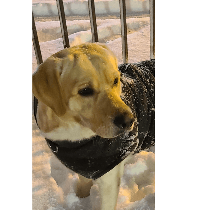 Este es el canino Coco que salió a disfrutar el miércoles en la noche su primera nevada.