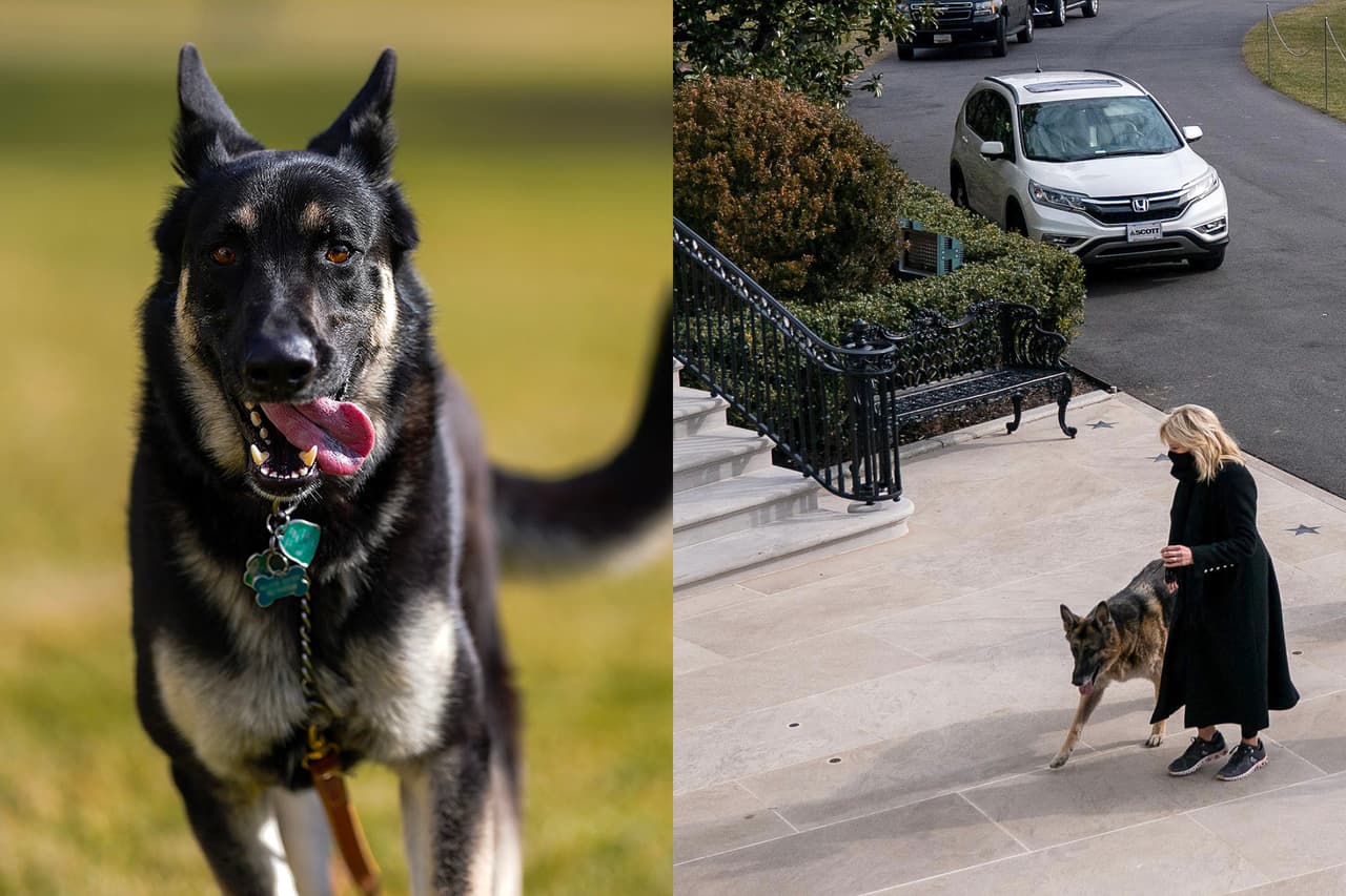 “Champ y Major nos acompañan en la Casa Blanca”, escribió la primera Dama, Jill Biden, en sus redes sociales junto a estas fotografías. Luego de cuatro años 
<a href="https://www.univision.com/temas/joe-biden"><u>Joe Biden </u></a>trajo de regreso las mascotas al palacio presidencial ya que 
<a href="https://www.univision.com/temas/donald-trump"><u>Donald Trump</u></a> decidió no tener mascotas. "No me importaría tener uno, sinceramente, pero no tengo tiempo” 
<a href="https://www.independent.co.uk/news/world/americas/us-politics/trump-dog-family-president-pets-schedule-executive-time-a8775581.html" target="_blank">dijo en un mitin político en febrero de 2019</a>. El último presidente sin tener un cachorro fue William McKinley, gobernó entre 1897 y 1901.